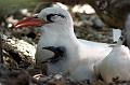 Red Tail Tropic Bird with chick